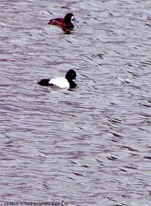 Mr and Mrs Lesser scaup