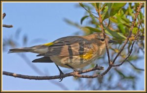 Shy Warbler