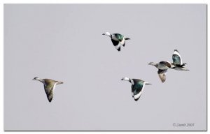 Cotton Pygmy-Goose