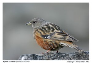 Birds of BHUTAN