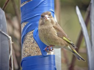 Greenfinch