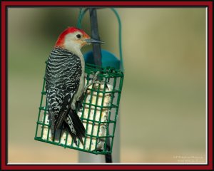 Red-bellied Woodpecker