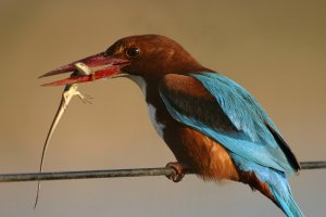 Kingfisher and food