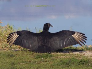 Black Vulture Sunning