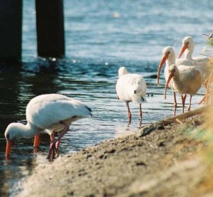 Group of White Ibises