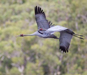 Brolgas In Flight