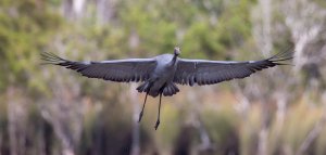 Brolga Lift Off