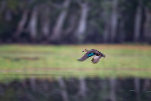 Abstract Pacific Black Duck