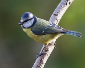 Blue tit