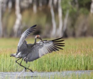 Brolga Skip