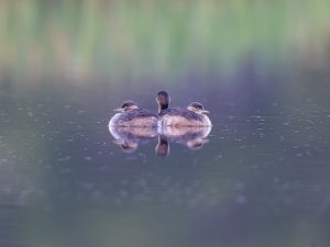 Australasian Grebe