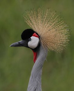 East African Grey Crowned Crane