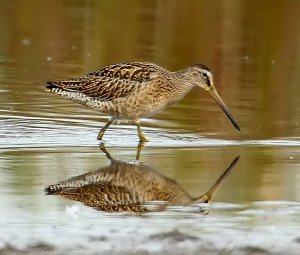 short-billed dowitcher