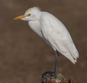 Cattle Egret