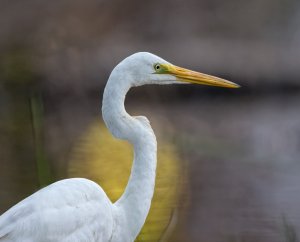 Egret