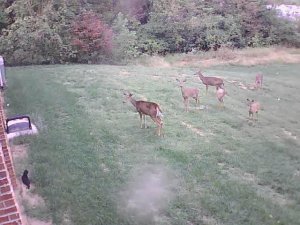 Deer standoff with kitten