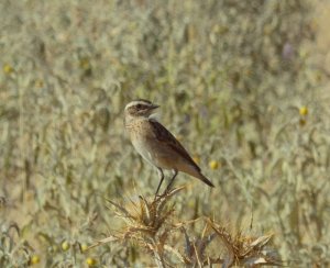 Whinchat