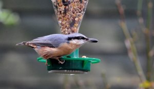The latest bird on my garden feeder... Nuthatch