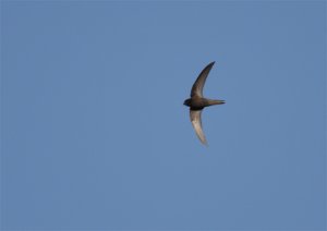 October Swift at Titchwell