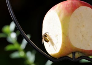 Wasp enjoying my apple feeder...