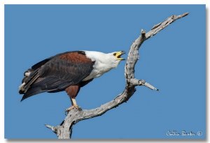 African Fish Eagle