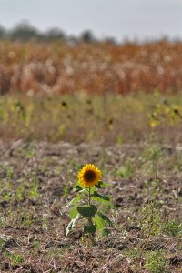 Last Sunflower of Summer?