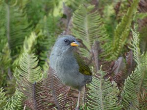 Great Pampa-finch