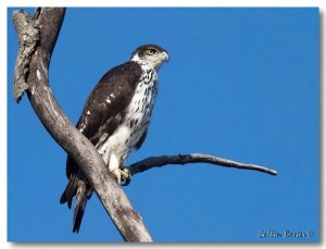 African Hawk Eagle