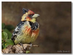 Crested Barbet