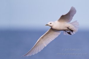 Ivory Gull