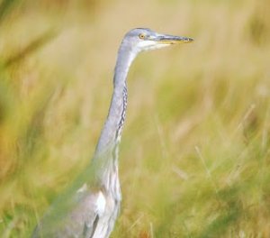 Grey Heron