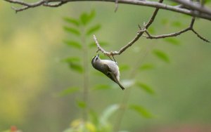 Golden-crowned Kinglet