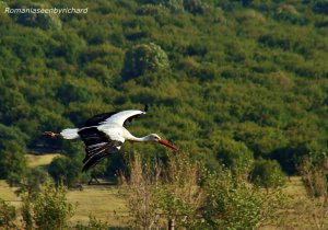 Hovering stork over Dobrogea