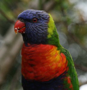 Rainbow Lorikeet