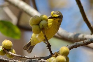 Yellow-fronted canary (Serinus mozambicus)