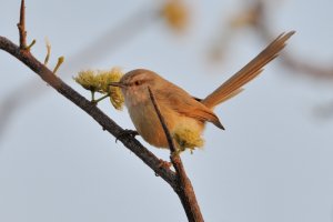 Tawny-flanked Prinia