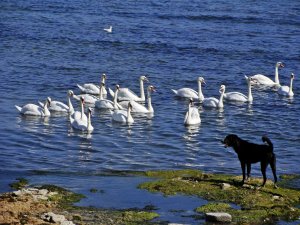 DOG_AND_SWANS