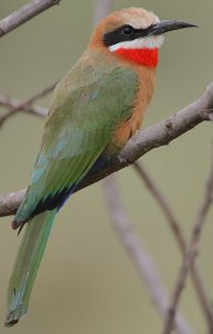 White-fronted Bee-eater