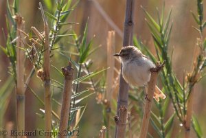 Tawny-flanked prinia (Prinia subflava)