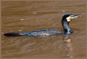 Cormorant Afloat