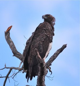 Black-chested Snake Eagle