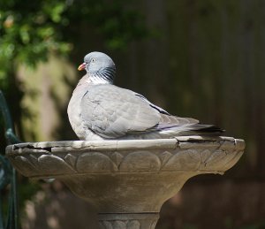 Woodpigeon cooling down.