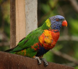 Rainbow Lorikeet