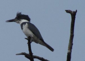 Belted Kingfisher