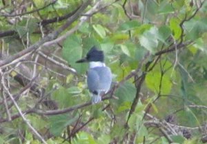 Belted Kingfisher