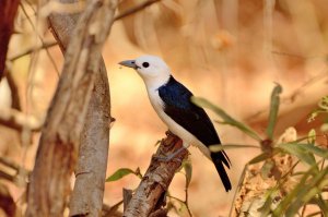 White-headed Vanga (Artamella viridis)