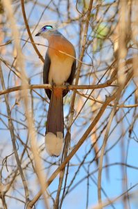 Crested Coua, (Coua cristata)