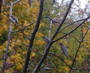 Family of waxwings.....wet version.