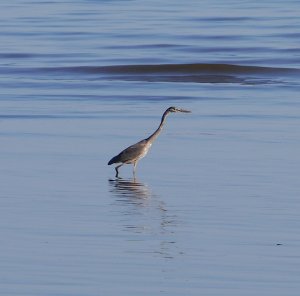 Great Blue Heron stalking the minnows