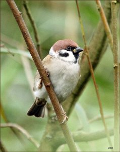 tree sparrow